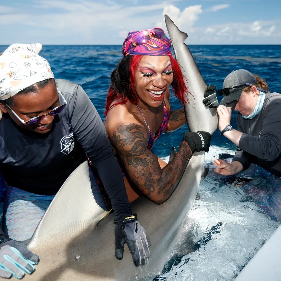 A photograph of Miss Toto in drag tagging a shark.